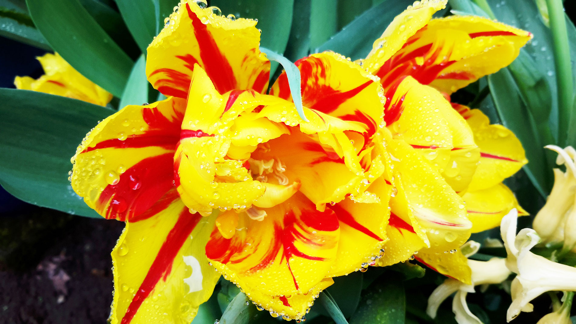 Monsella Tulip Bracelet by Rose Rushbrooke. Bead weaving using delicas, seed beads and fire polish crystals, peyote stitch. Image copyright © Rose Rushbrooke.